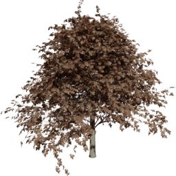 Fagus sylvatica D autumn