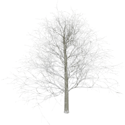 Fagus sylvatica D winter