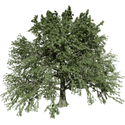 Fagus sylvatica T summer