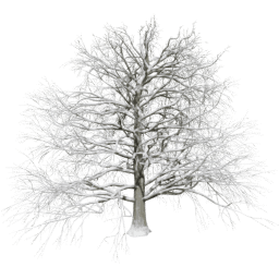 Fagus sylvatica T winter