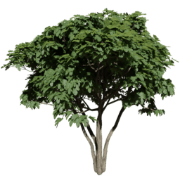 Ficus carica C summer