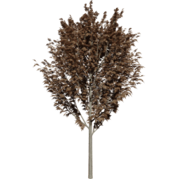 Fraxinus excelsior A autumn