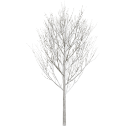 Fraxinus excelsior A winter