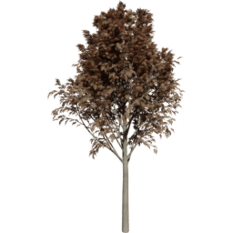 Fraxinus excelsior B autumn