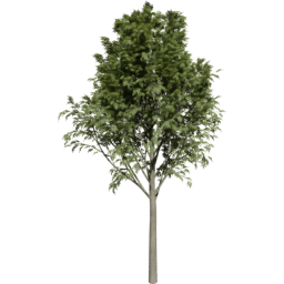 Fraxinus excelsior B summer