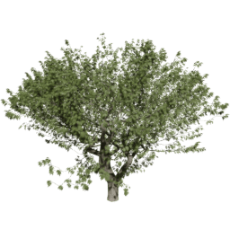 Fraxinus excelsior C summer