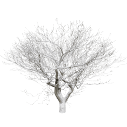 Fraxinus excelsior C winter
