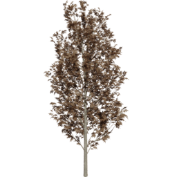 Fraxinus excelsior D autumn