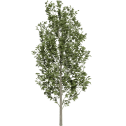 Fraxinus excelsior D summer