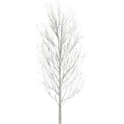 Fraxinus excelsior D winter