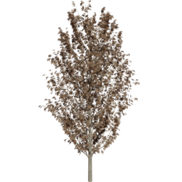 Fraxinus excelsior E autumn