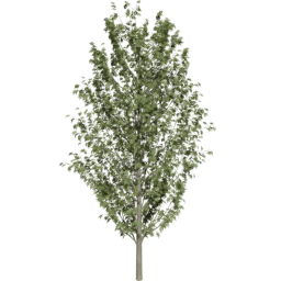 Fraxinus excelsior E summer