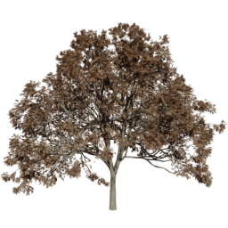 Fraxinus excelsior F autumn
