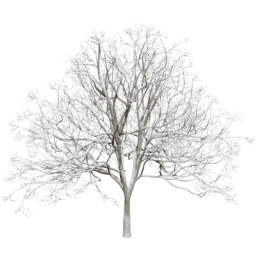 Fraxinus excelsior F winter