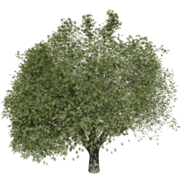 Fraxinus excelsior T summer