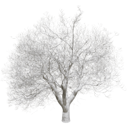 Fraxinus excelsior T winter