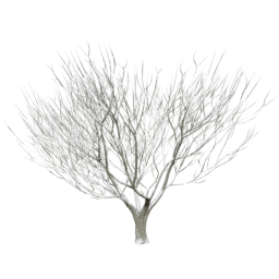Heteromeles arbutifolia A winter