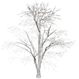 Juglans regia A winter
