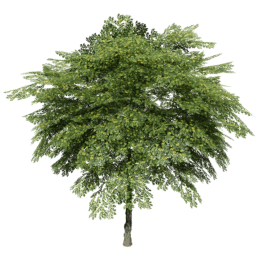 Juglans regia B spring