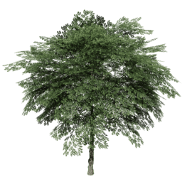 Juglans regia B summer