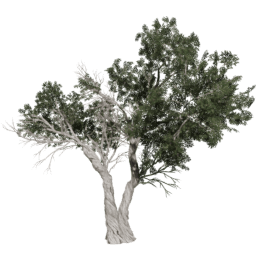 Juniperus osteosperma C summer