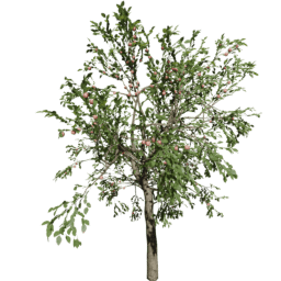 Malus domestica C summer
