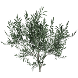 Olea europaea F summer