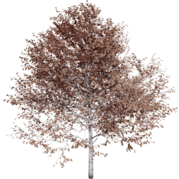 Populus tremuloides A autumn