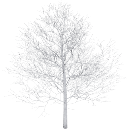 Populus tremuloides A winter