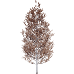 Populus tremuloides B autumn