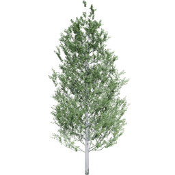 Populus tremuloides B summer