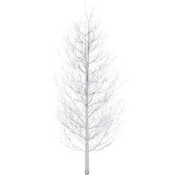 Populus tremuloides B winter