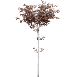 Populus tremuloides C autumn