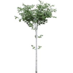 Populus tremuloides C summer