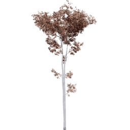 Populus tremuloides D autumn