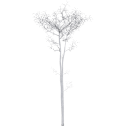 Populus tremuloides D winter