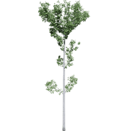 Populus tremuloides E summer