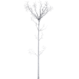Populus tremuloides E winter