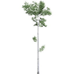 Populus tremuloides F summer