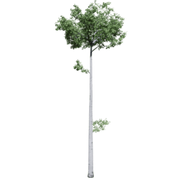 Populus tremuloides G summer