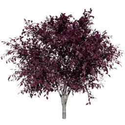 Prunus cerasifera A autumn