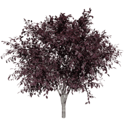 Prunus cerasifera A summer