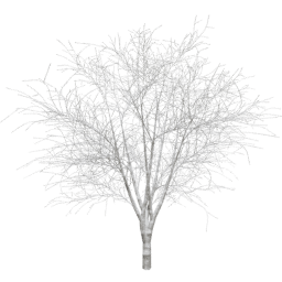 Prunus cerasifera A winter
