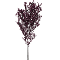 Prunus cerasifera D autumn