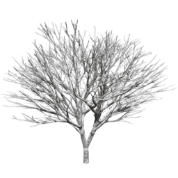 Prunus serrulata A winter