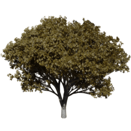 Prunus serrulata B autumn