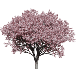 Prunus serrulata B summer