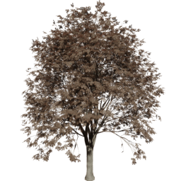 Quercus cerris A autumn