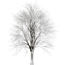 Quercus cerris A winter