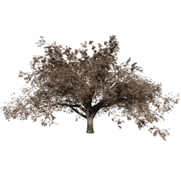 Quercus cerris B autumn
